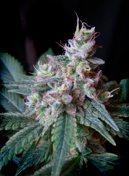 Cream Caramel by Sweet Seeds