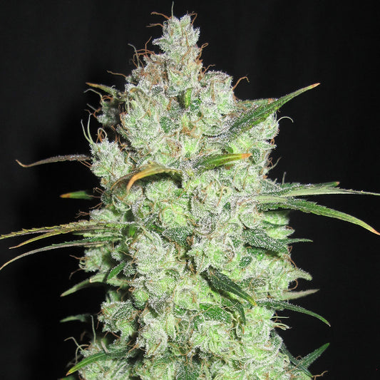 Cream Cheese Frosting by Ultra Genetics