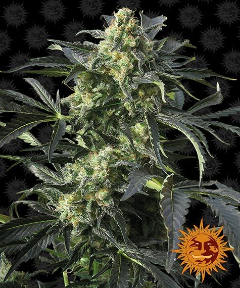 Crimea Blue by Barneys Farm