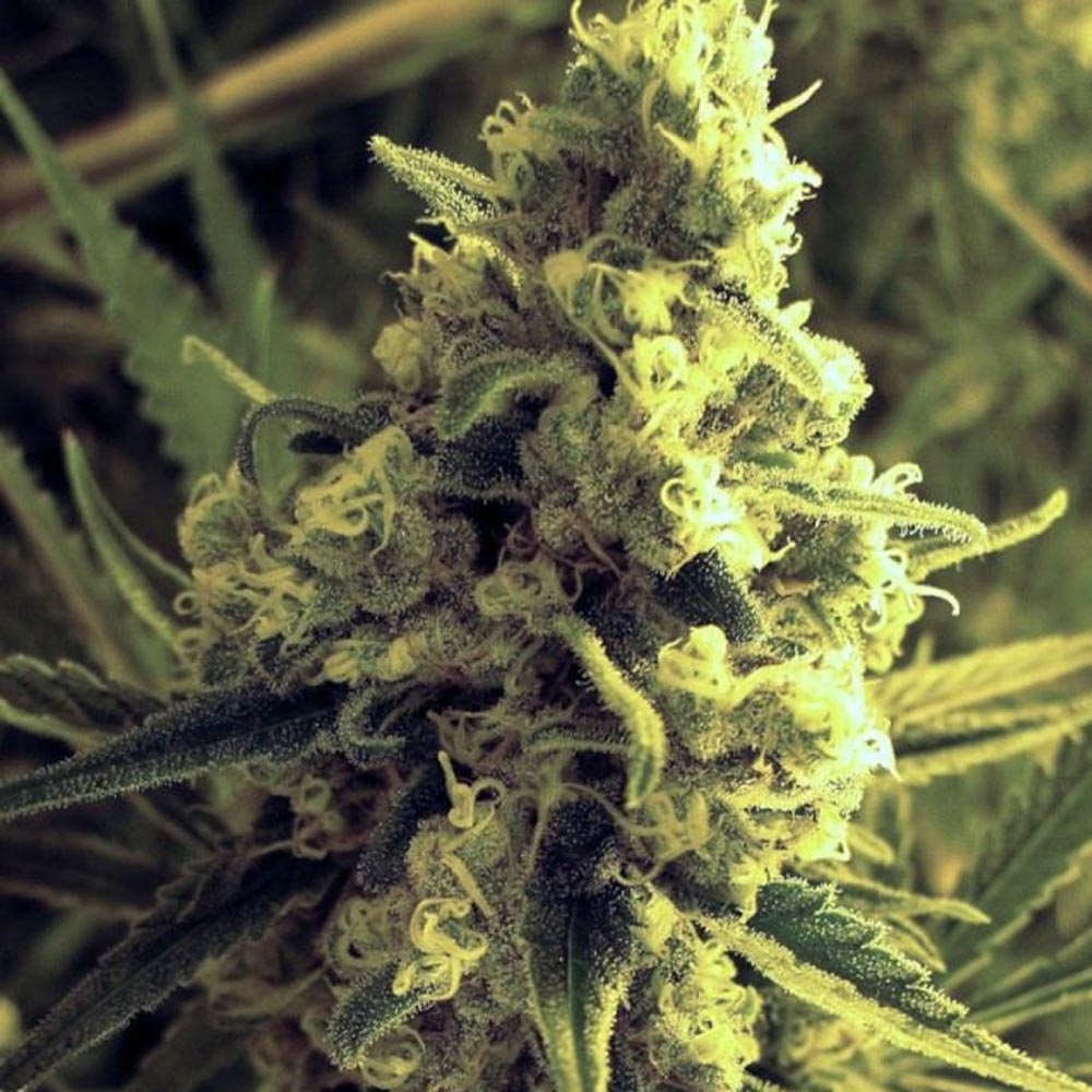 Critical Hog by T.H. Seeds