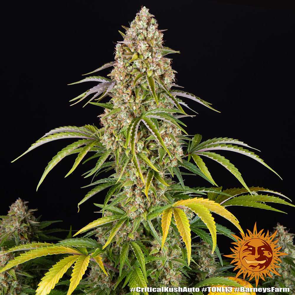 Auto Critical Kush (aka Rapido) by Barneys Farm