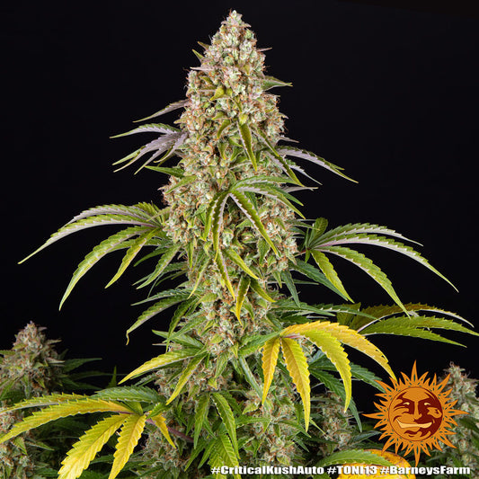 Auto Critical Kush (aka Rapido) by Barneys Farm