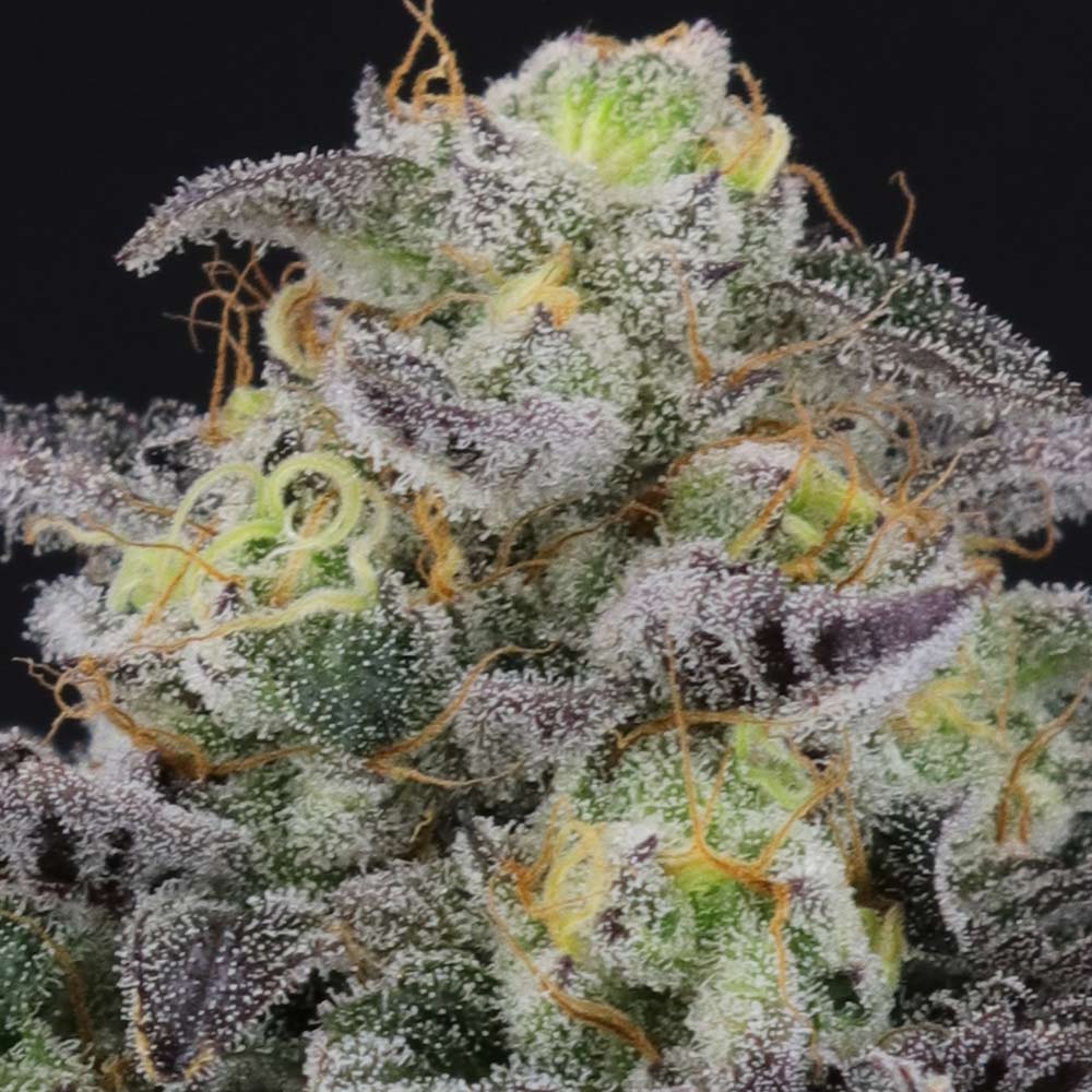 Icee Melt by Crockett Family Farms