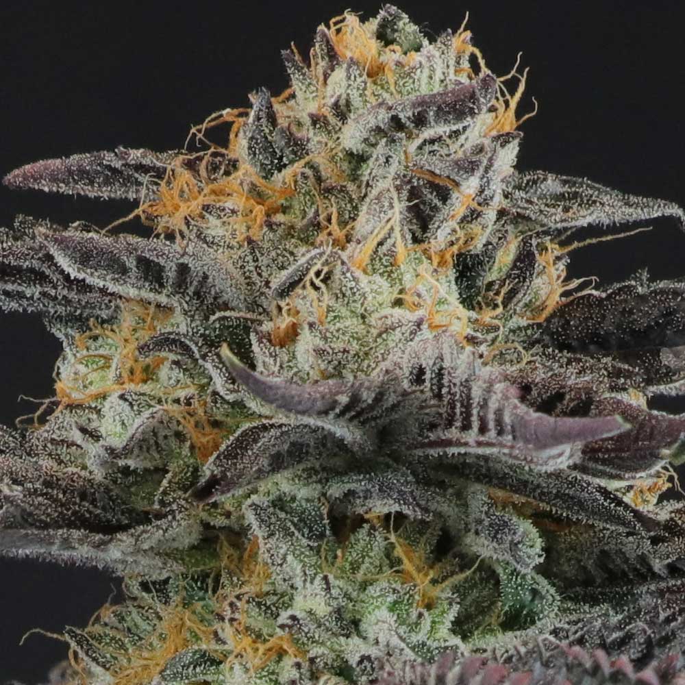 Strawnana Dulce by Crockett Family Farms