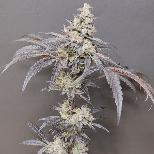 Dancing Sprite by Seeds of Anarchy