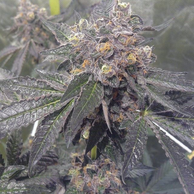 Dank Sherbert by Dank Genetics