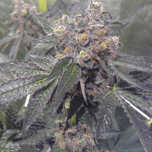 Dank Sherbert by Dank Genetics