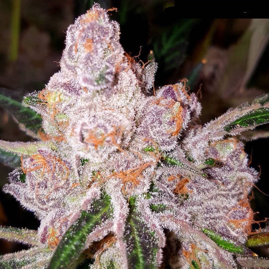 Purple Sunset by Dank Genetics