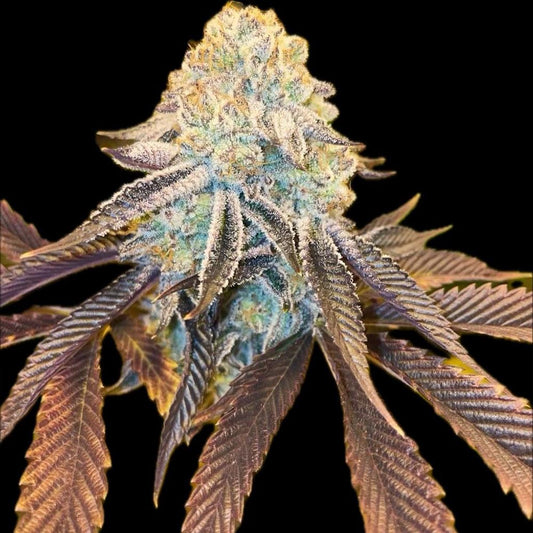 Bad Girlz by Dank Genetics