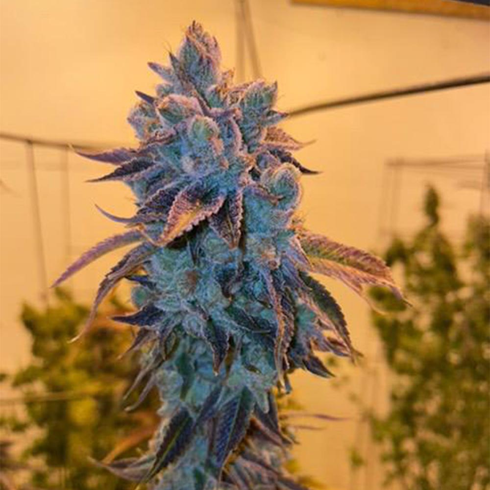 Poundz by Dank Genetics