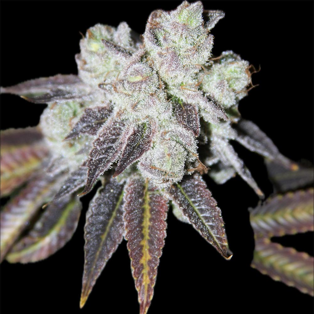 Powahh Upz by Dank Genetics