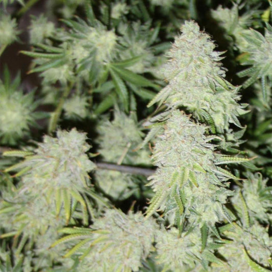Snapz by Dank Genetics