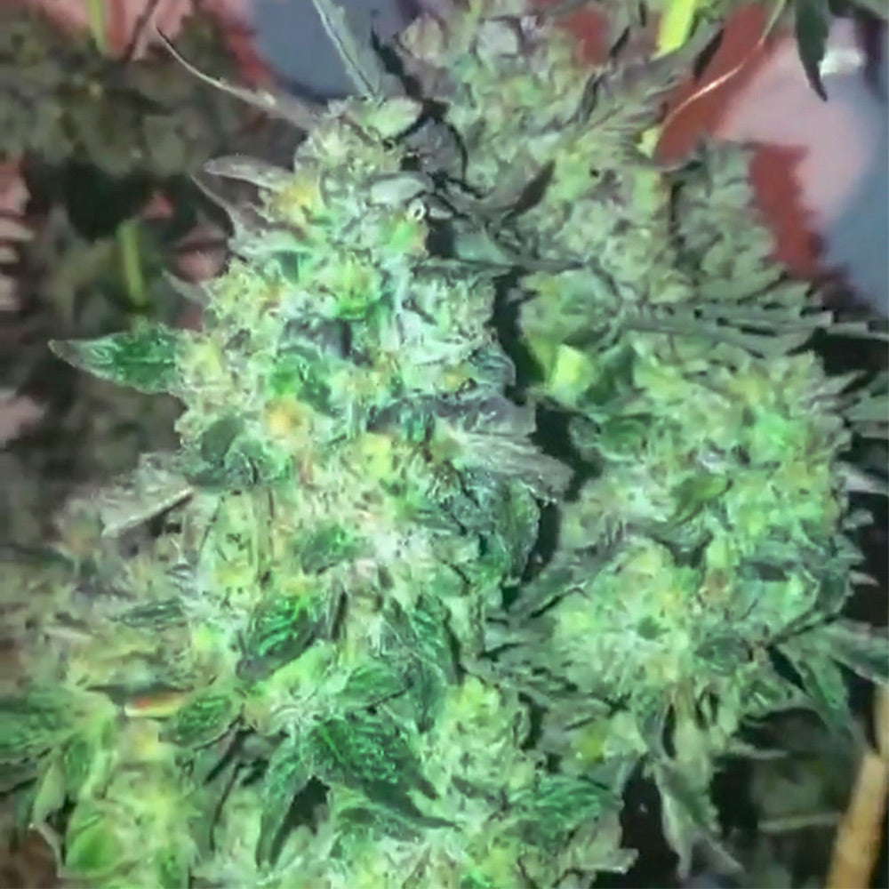 Dank Money by Dank Genetics