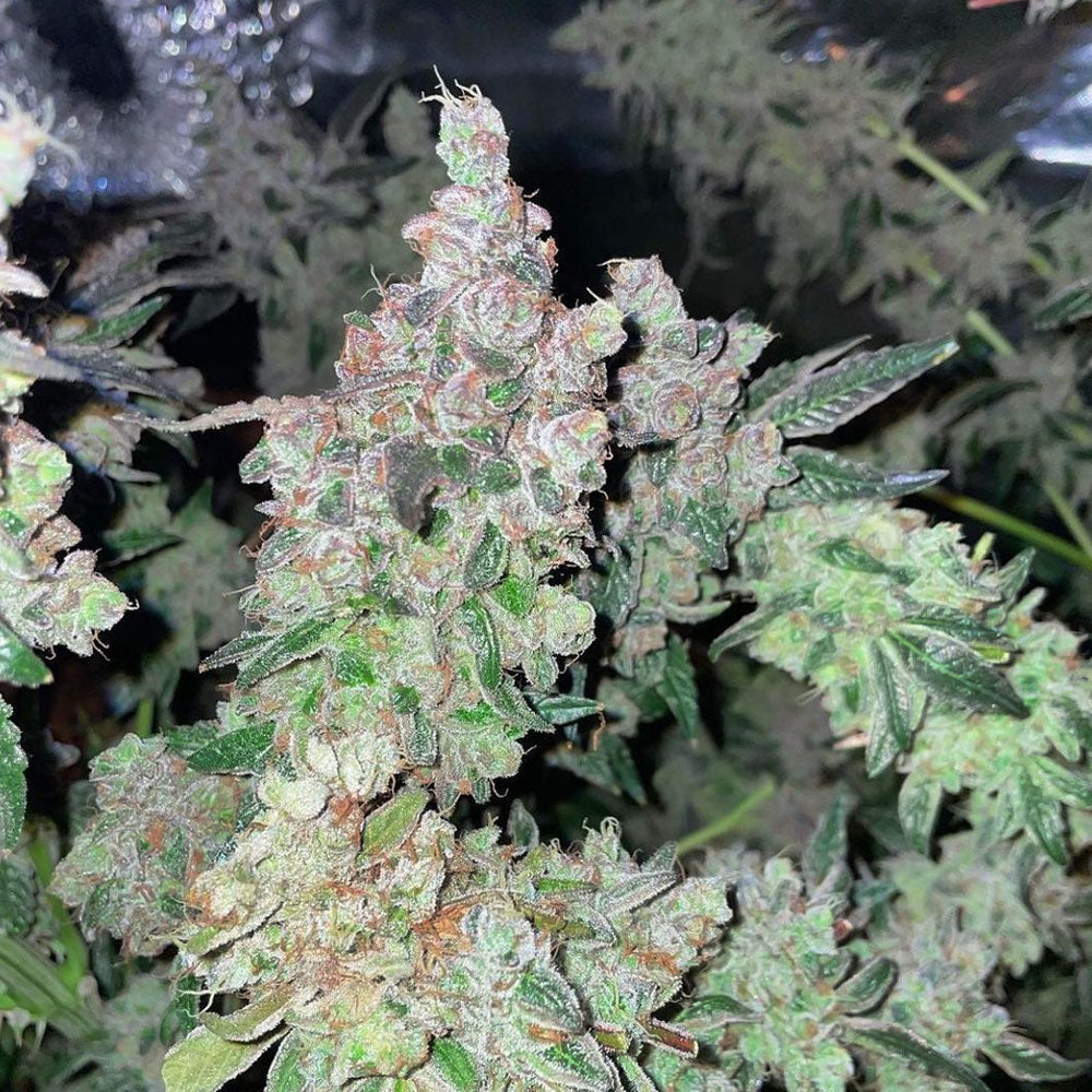 Dank N Later by Dank Genetics