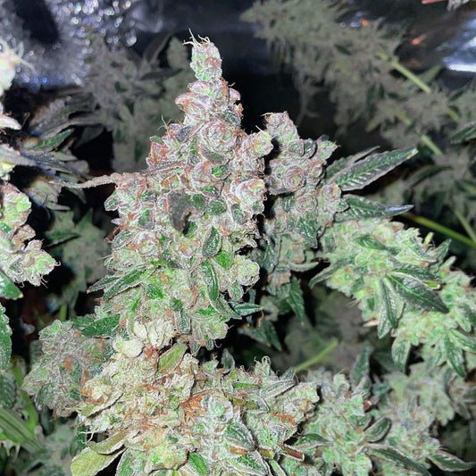 Dank N Later by Dank Genetics