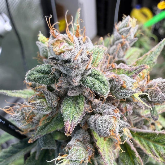 Deja Blue by Night Owl Seeds