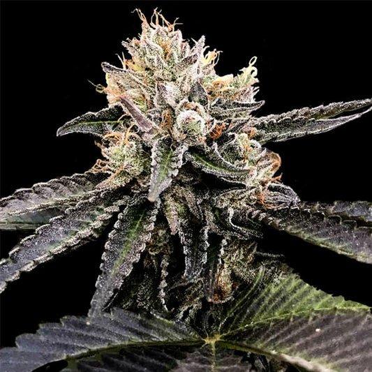 Cataract Cake by DNA Genetics