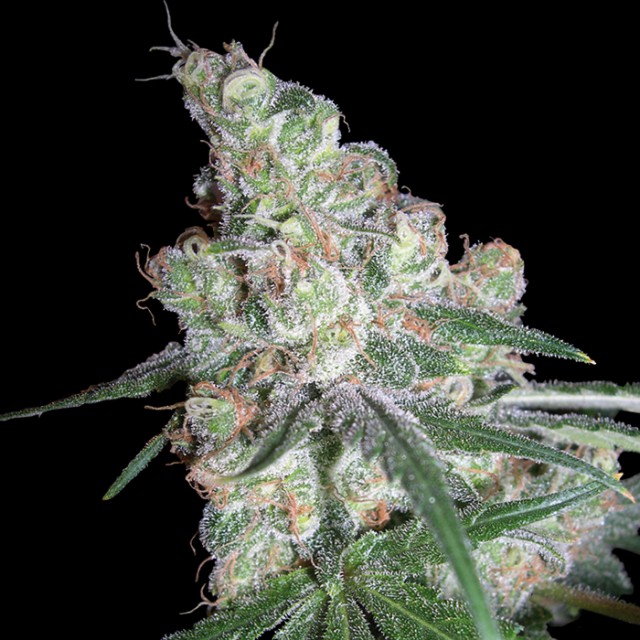 Chocolope by DNA Genetics