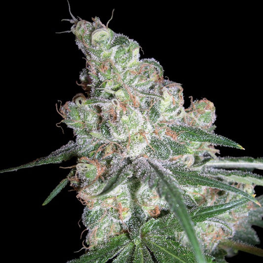 Chocolope by DNA Genetics