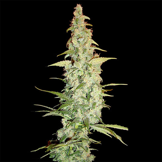 Cole Train by DNA Genetics