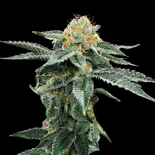 Kosher Cookies by DNA Genetics