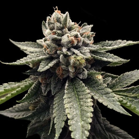 Kosher Dawg by DNA Genetics