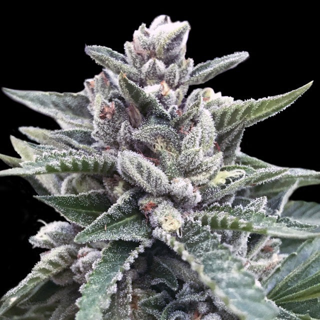 Kosher Sorbet by DNA Genetics