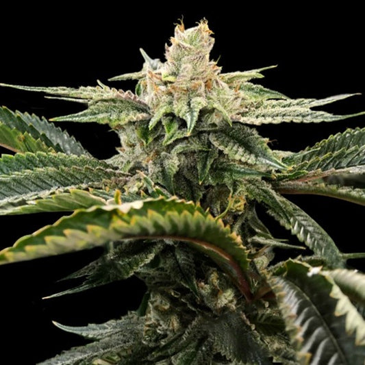 Miss DNA by DNA Genetics