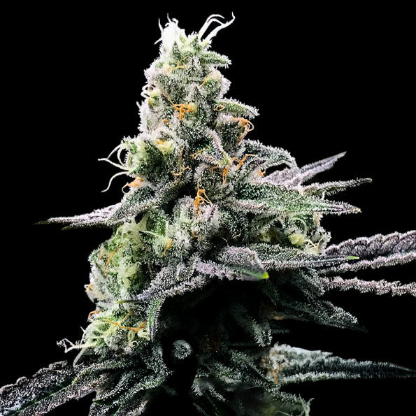 Purple Kosher by DNA Genetics