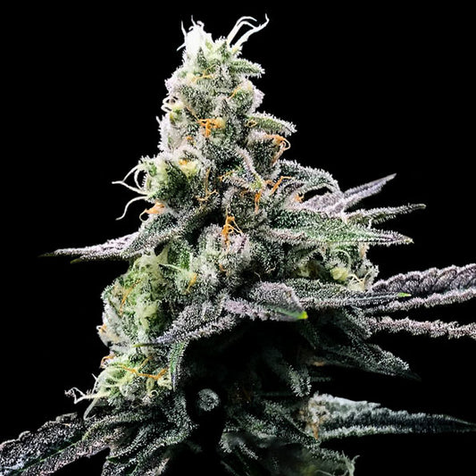 Purple Kosher by DNA Genetics
