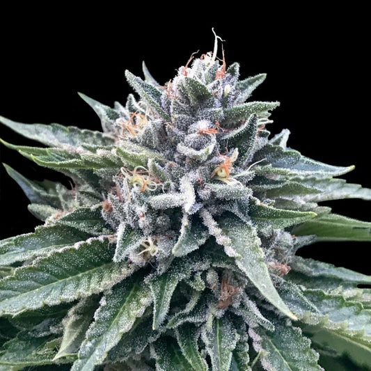 Sorbet 4 by DNA Genetics