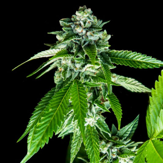 Sorbet Dreams by DNA Genetics
