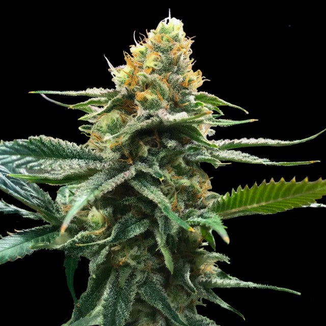 Sour Sorbet by DNA Genetics