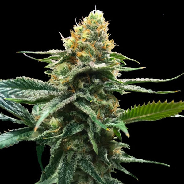 Sour Sorbet by DNA Genetics