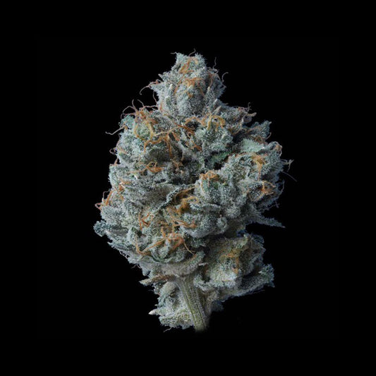 Zallah Bread by DNA Genetics