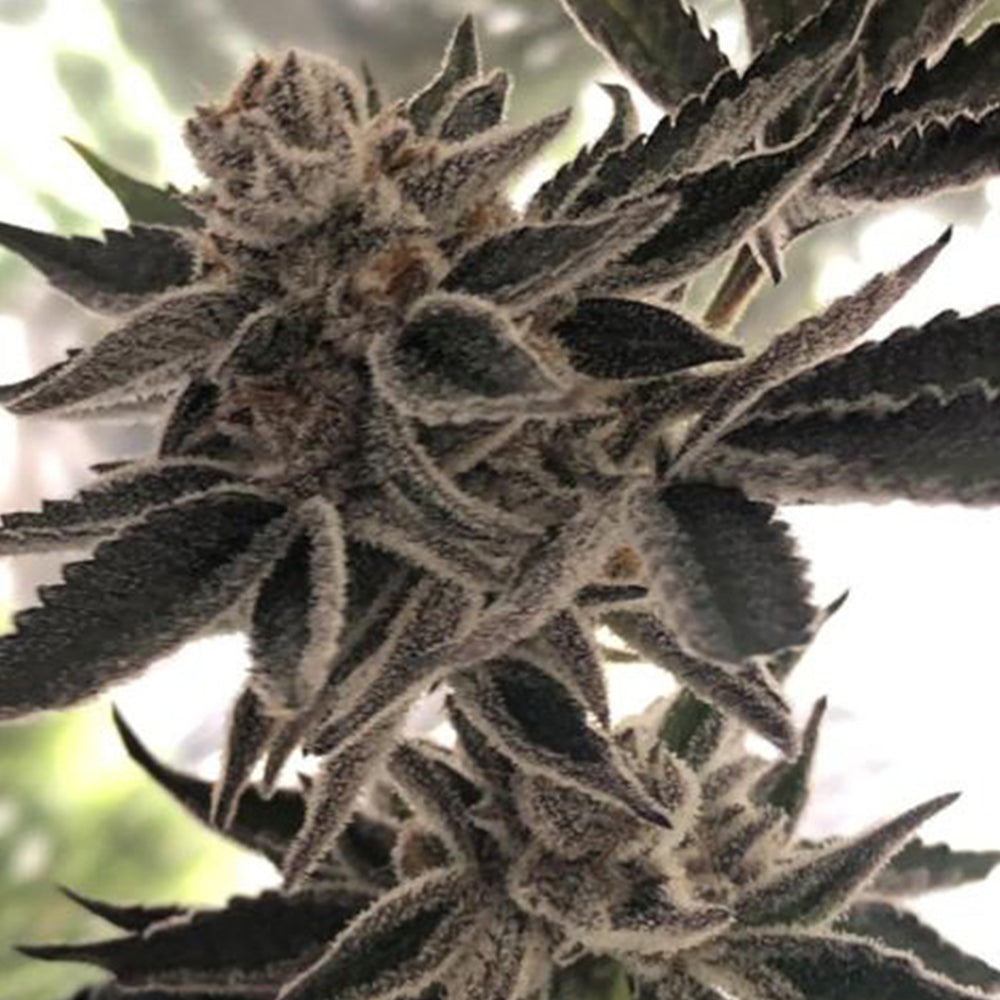 Do-Si-Dos Zkittlez by The Plug Seedbank