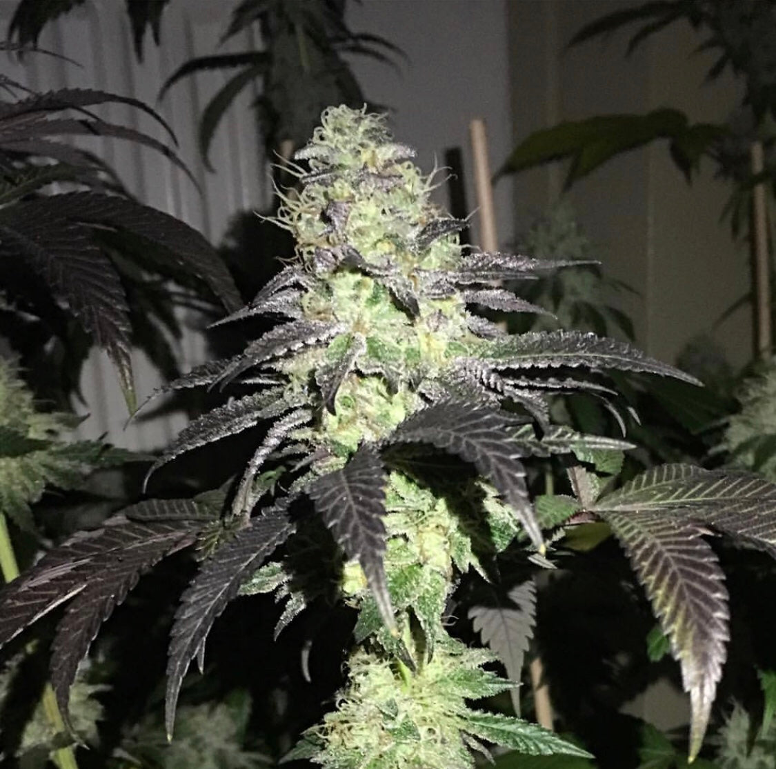 Do Z Dos by Pheno Finder Seeds