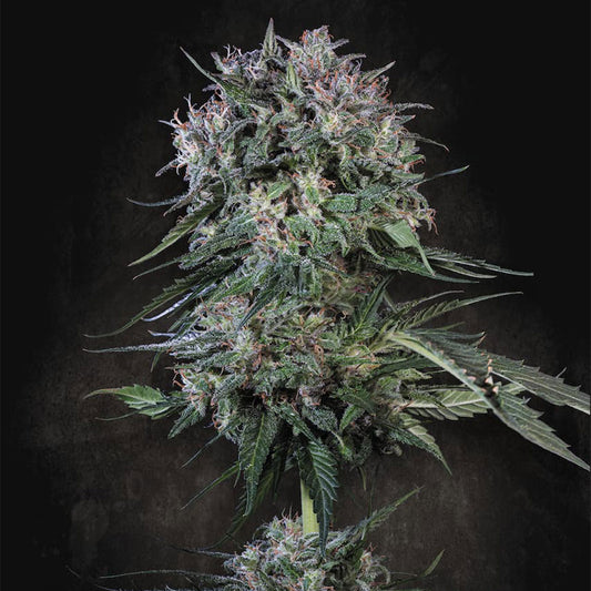 Doppler by Paradise Seeds
