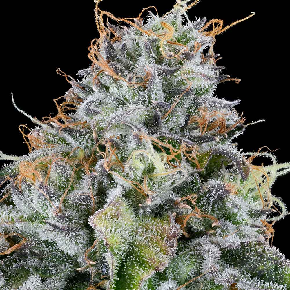 Easy Money by Grounded Genetics