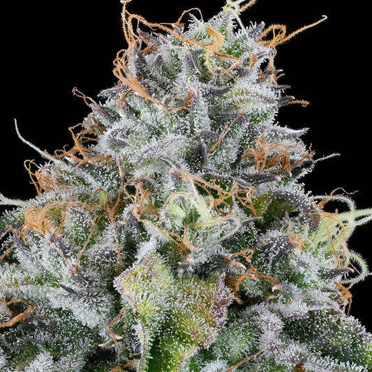 Easy Money by Grounded Genetics