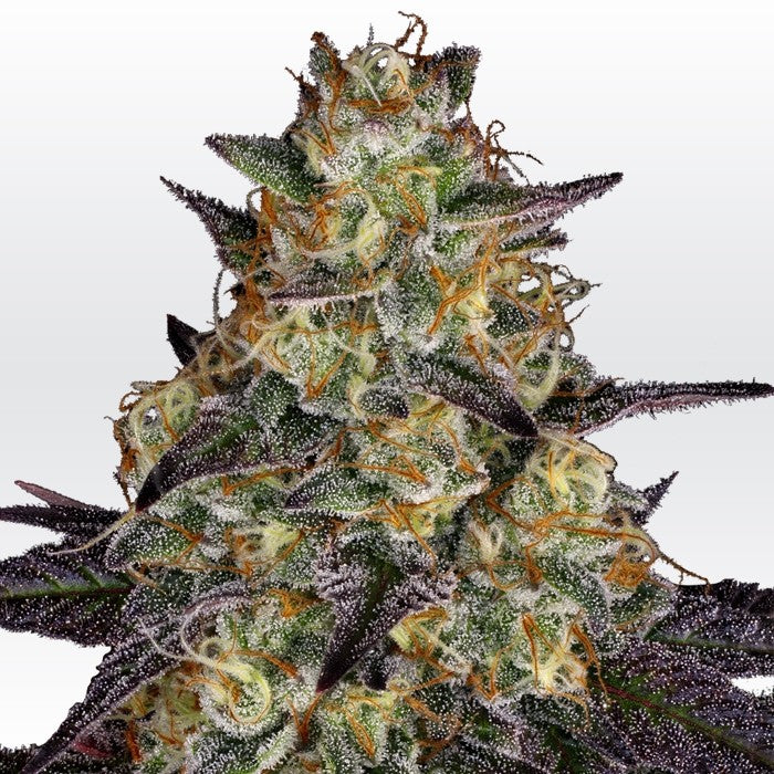 El Dorado by Paradise Seeds
