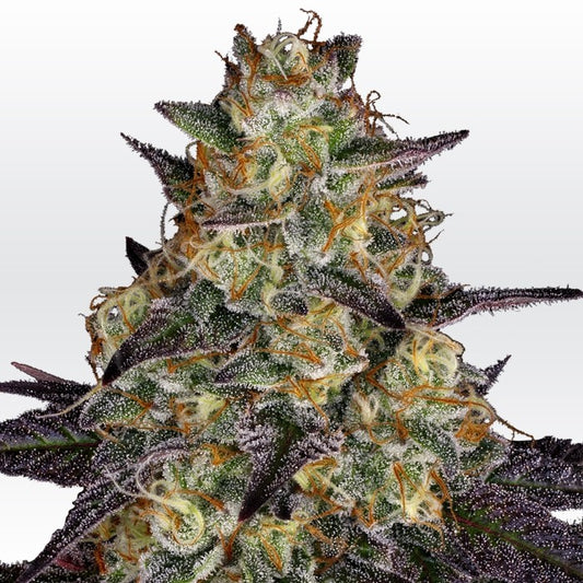 El Dorado by Paradise Seeds