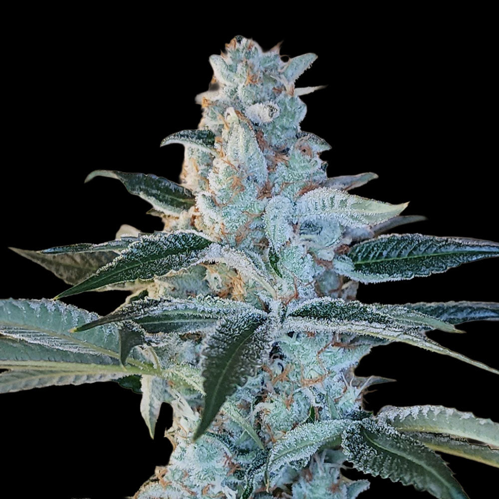 Elvis Breathe by Arcana Collective