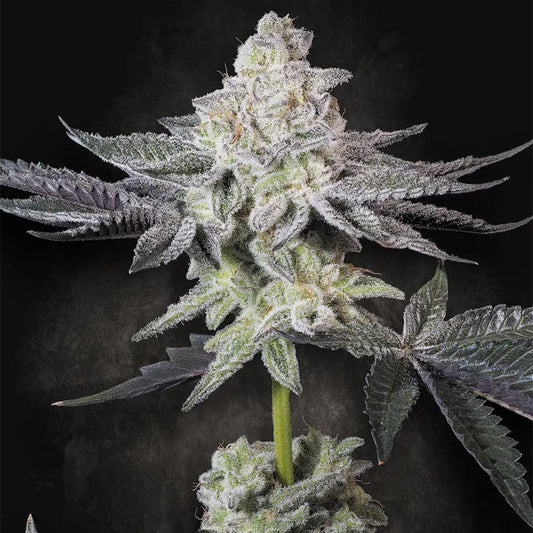 Emerald Envy by Paradise Seeds