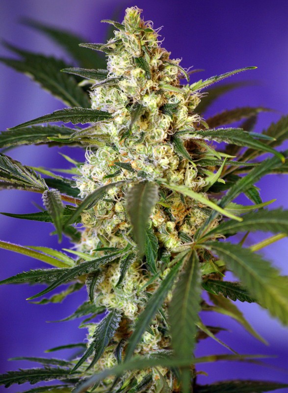 Auto Fast Bud by Sweet Seeds