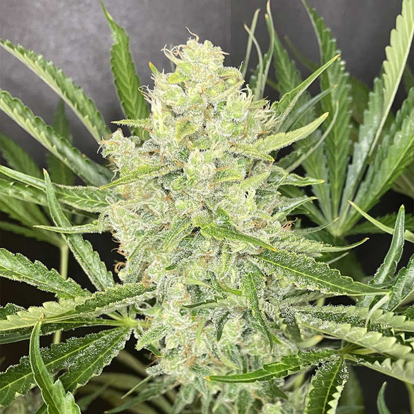 Fat Washer by Boudica Seeds