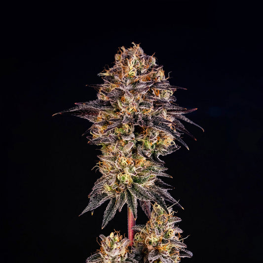 Happy Lora by Black Tuna Seeds