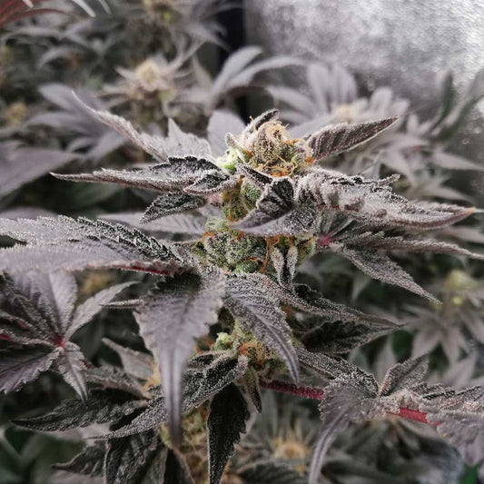 Blood Sport by Black Tuna Seeds