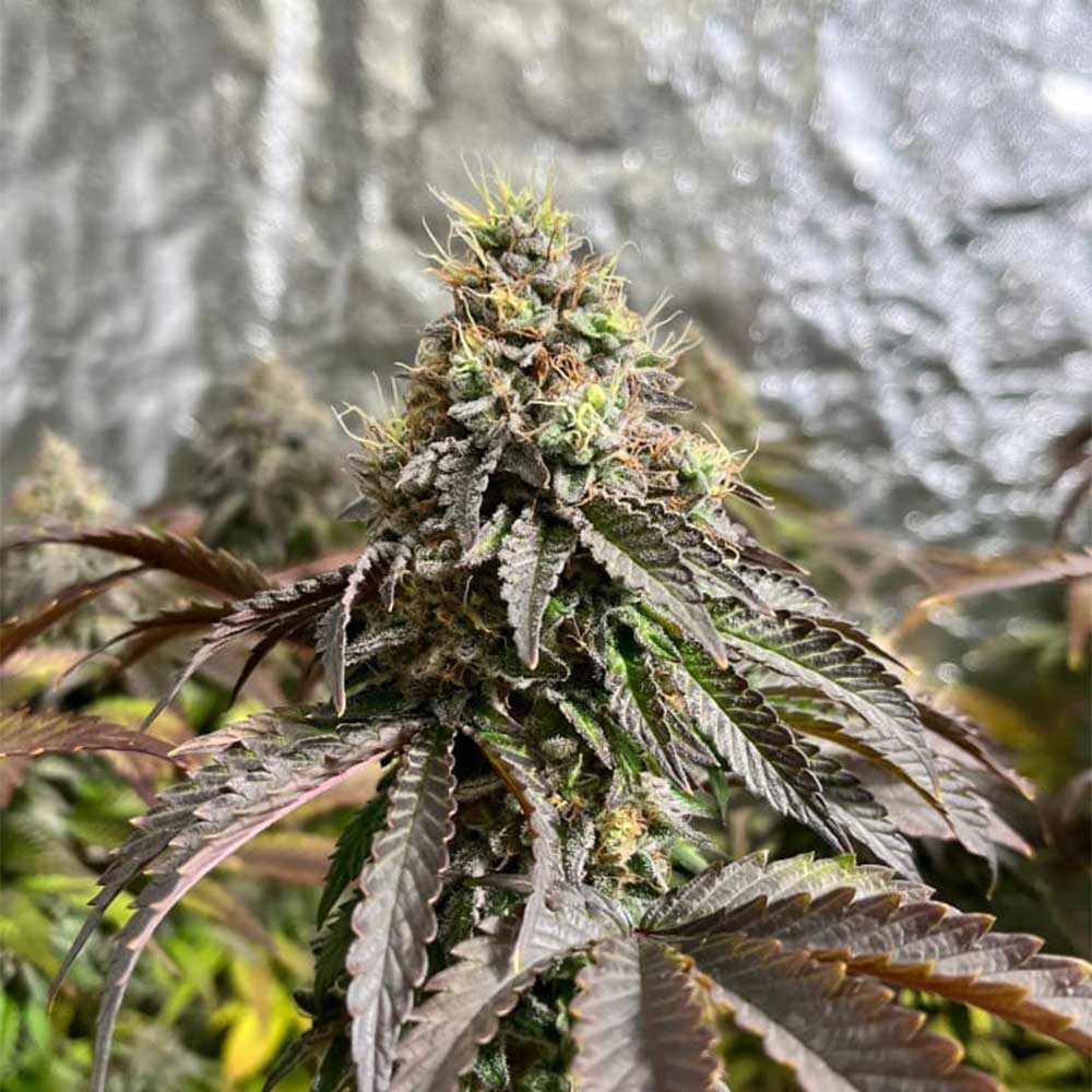 Forbidden Applez by Black Tuna Seeds