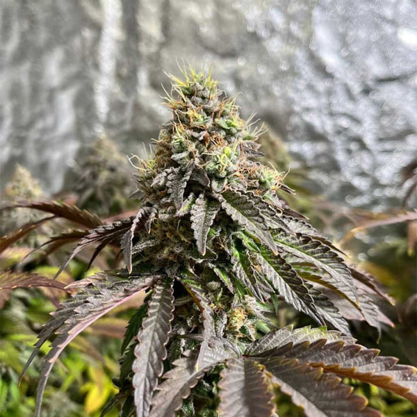 Forbidden Applez by Black Tuna Seeds